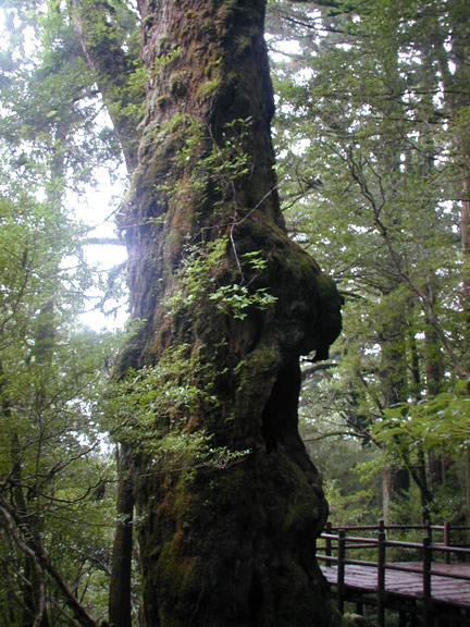 Botsu sugi