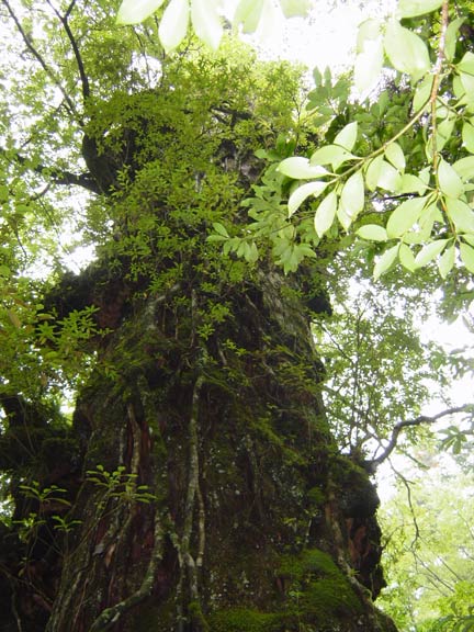 Epiphytes