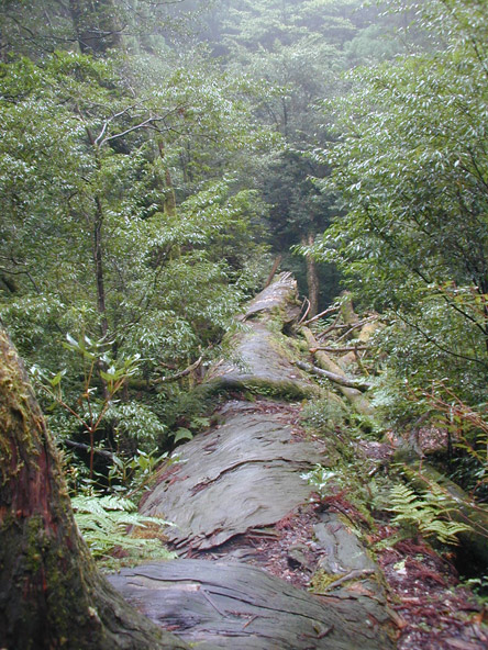 Fallen cedar