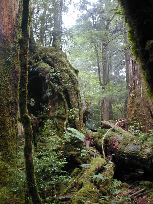 Ferny Stumps