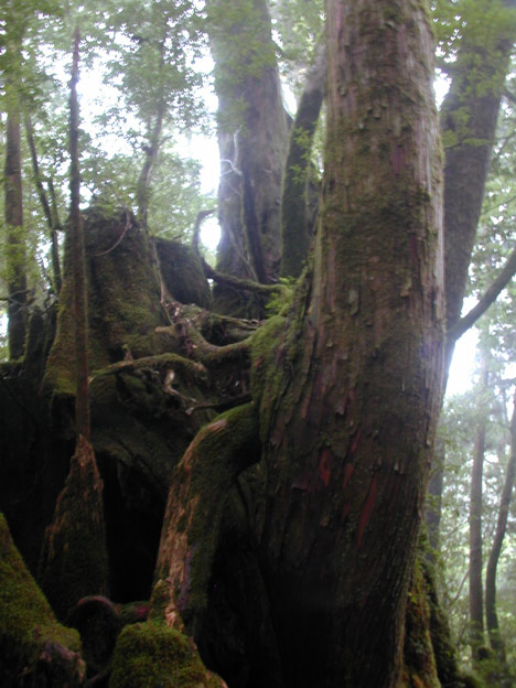 Forest Boughs