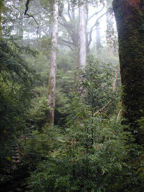 Dense Forest