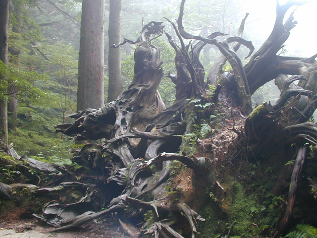 Fallen cedar