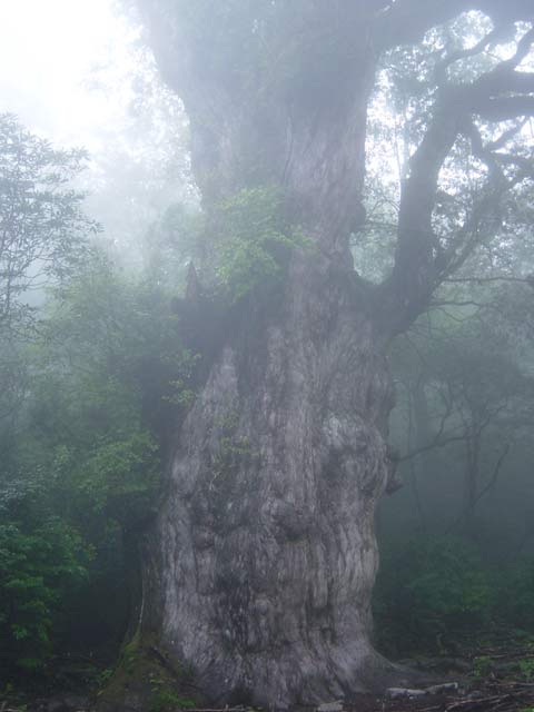 Jomon Sugi