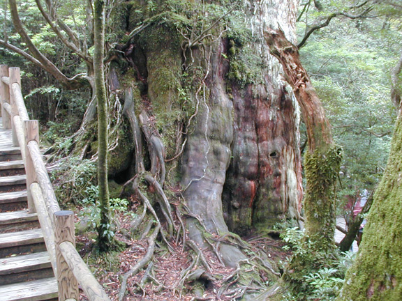 Kigen sugi