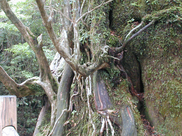 Kigen sugi