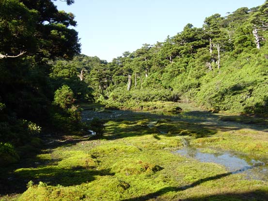 Meadow Marsh