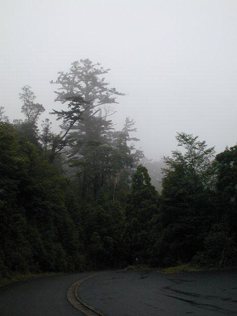 Trees in mist