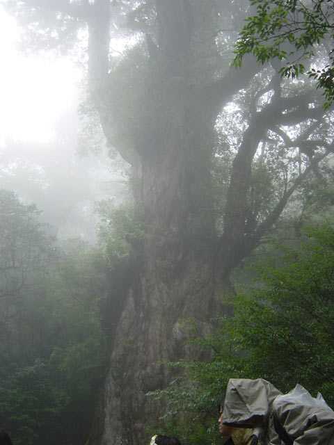 Sugi in Mist