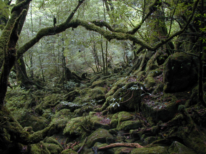 Mononoke forest, Yakushima