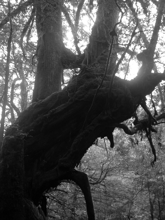 Trees covered with moss