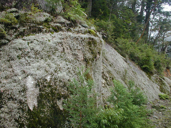 Mossy Forest