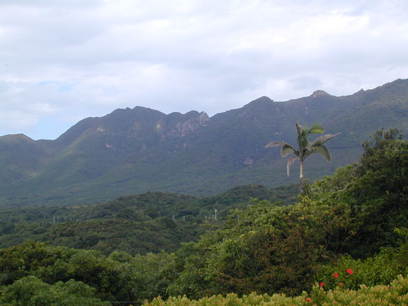 Lower Yakushima Forest - ridge