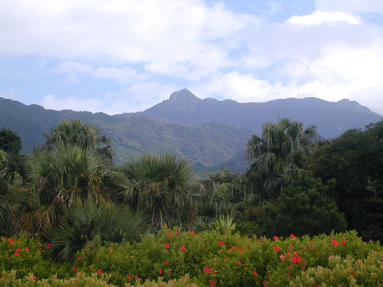 Lower Yakushima Forest