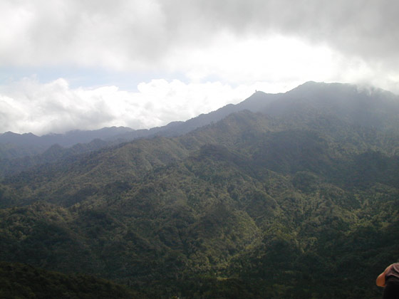 Upper Yakushima Forest