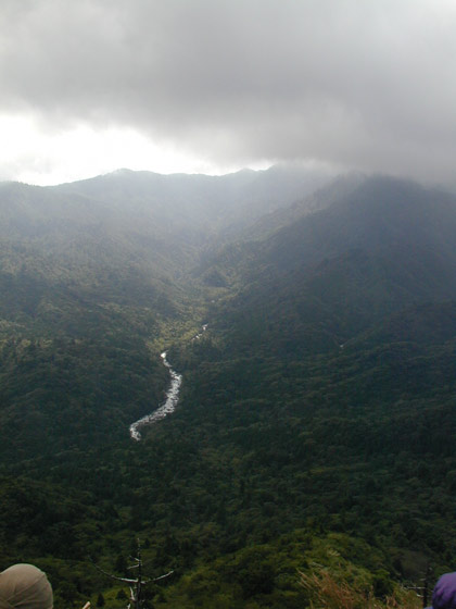 Upper Yakushima Forest