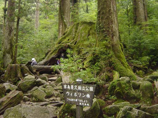 Fallen cedar